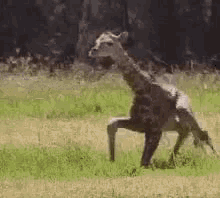 GIF tso los ntawm Zuza