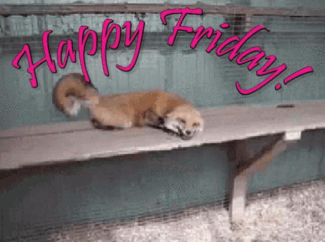 Happy Friday Friyay Fox