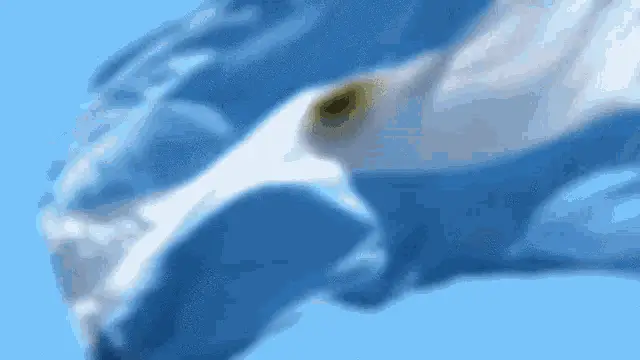 Argentina Flag Waving