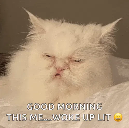 Stoned Eyes Cat Meme Meme