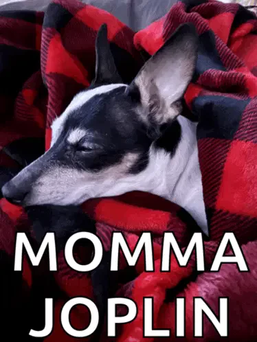 Momma Joplin Ann Joplin Ann Davidson Meme