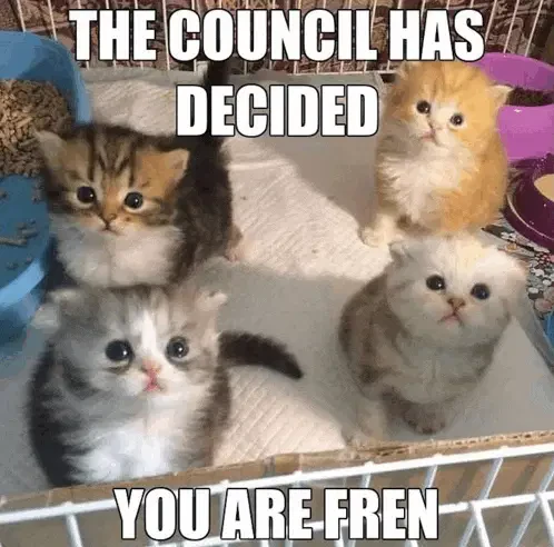 Cat Meme Meme