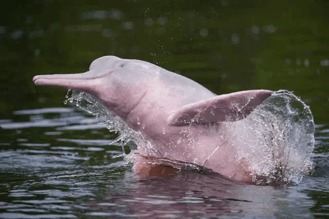 Delfin Rosado Meme