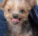Hehehe Evil Laugh Meme