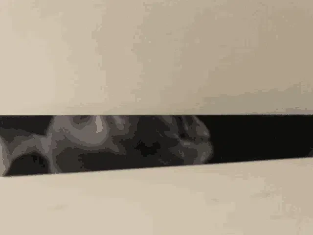 Coco Gata Meme