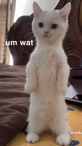 Um Wat Meme