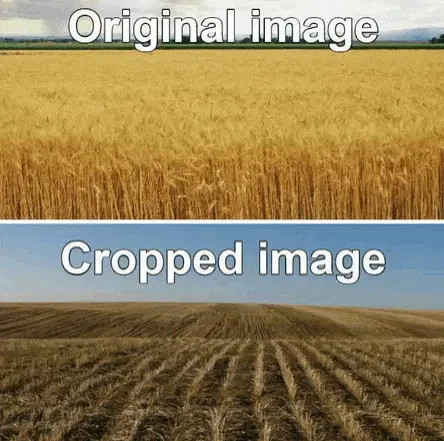 Chopped Image Meme