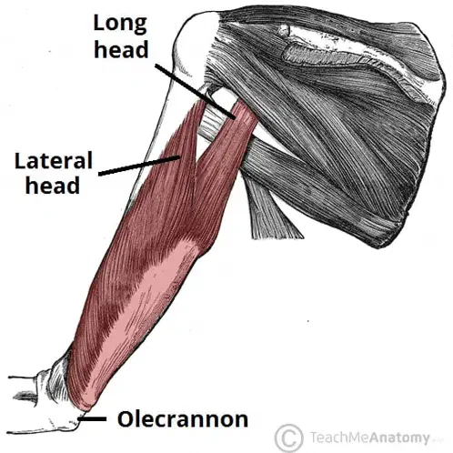 Triceps Anatomy Meme