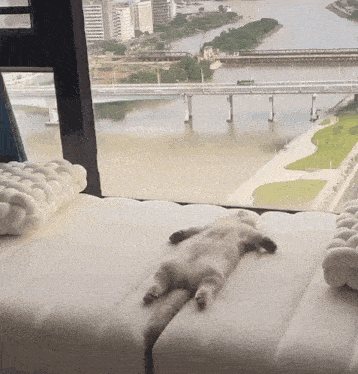 Funny Cat Lounging by Window