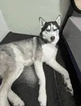 Funny Husky Dog Dancing on Treadmill