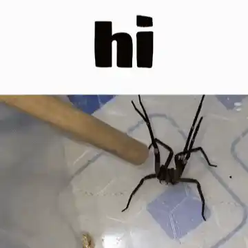 Dancing Spider Says Hi