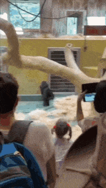 Young Gorilla at the Zoo