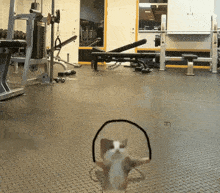 GIF tso los ntawm Nikita