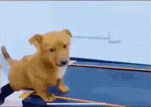Sad Puppy Dog With Paw on a Treadmill
