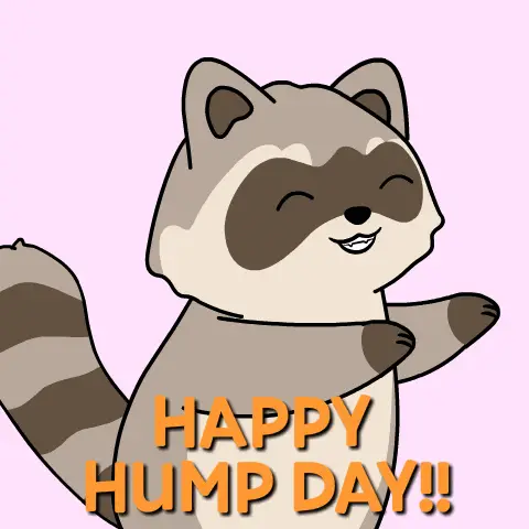 Happy Wednesday Hump Day Raccoon