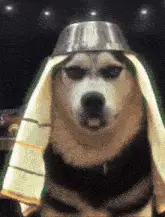 Husky Dog with Bowl and Towel on Head