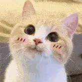 Cute Anime Cat with Blushed Cheeks