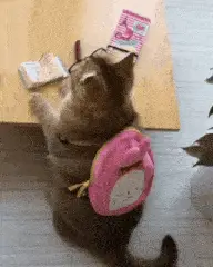 Gatinho Estudioso com Óculos e Mochila – school memes meme GIF free download no watermark 2026