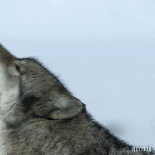 Wolf Howling in Our Living World