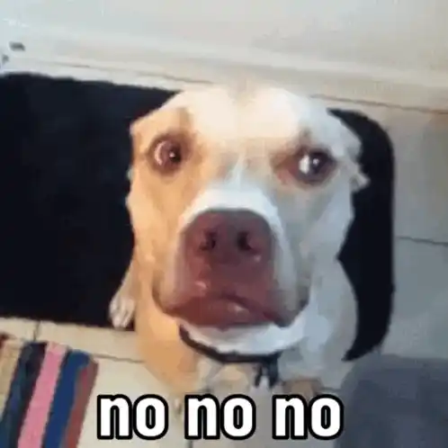 Dog's 'No No No' Moment