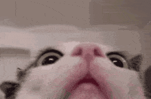 GIF tso los ntawm Liillii