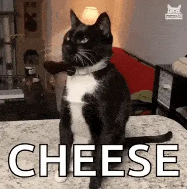 Cheese Challenge Cat Falls Off Table – free GIF download