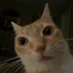 Startled Cat Close-up