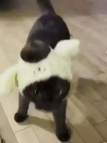 Cute Black Cat in Sheep Hat