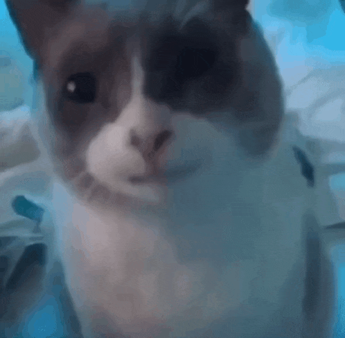 Cute Cat Meme Close-up