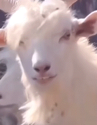 Rizz Goat