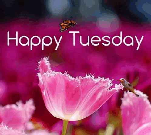 Happy Tuesday: Butterfly, Hummingbird, Pink Tulip