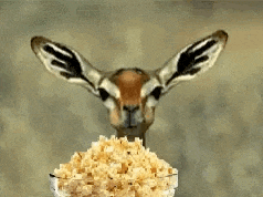 Easter Doe Eating Popcorn: Yeah Right