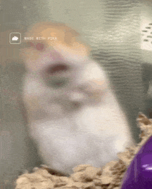 Cursed Hamster Meme Reaction