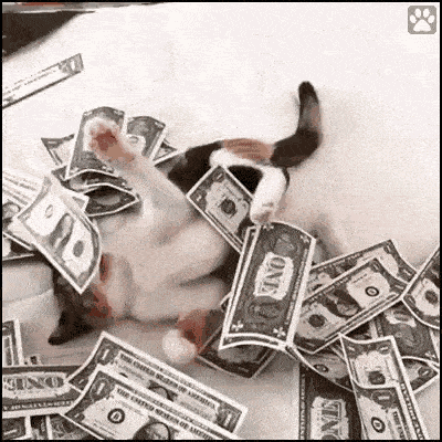 Mewo the Cat Playing in a Pile of Money