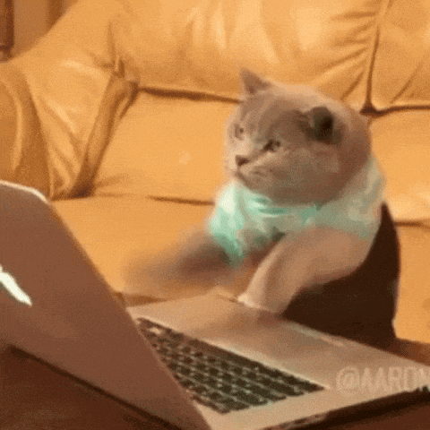 Cat Typing on Laptop in Blue Shirt