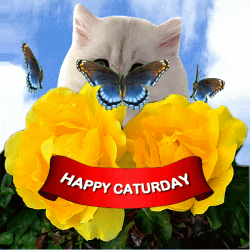 Happy Caturday with Fluffy Cat, Butterflies & Roses