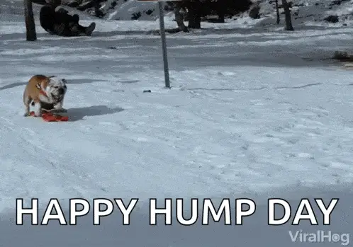 Dog Sledding: Happy Hump Day