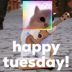 Happy Tuesday Cat Jam Meme