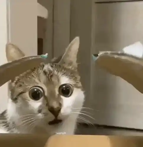 Cat with Big Eyes Reacts to Toothbrushes