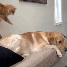 GIF uploaded by J is for Jaxy