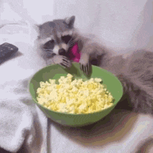 Munchie Raccoon Enjoying Popcorn