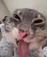 Funny Cat with Tongue Out