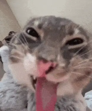 Funny Cat with Tongue Out – cat meme GIF free download no watermark 2026