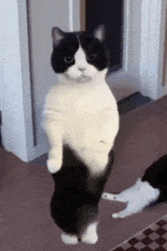 Arabic Dancing Cat