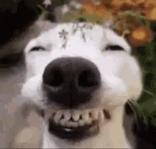Funny Dog Grin Close-Up