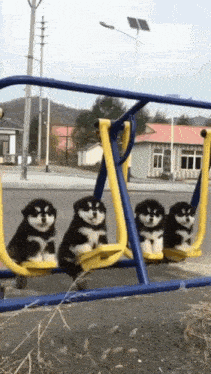 Cute Puppies on a Swing Set
