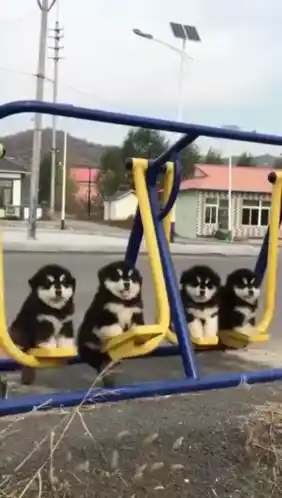 Cute Puppies on a Swing Set