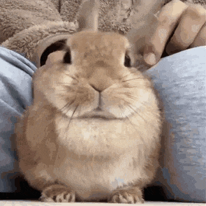 Cute Bunny Wiggling Nose