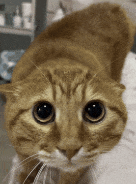 Cute Orange Cat with Big Pleading Eyes