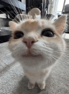 GIF via KLIPY